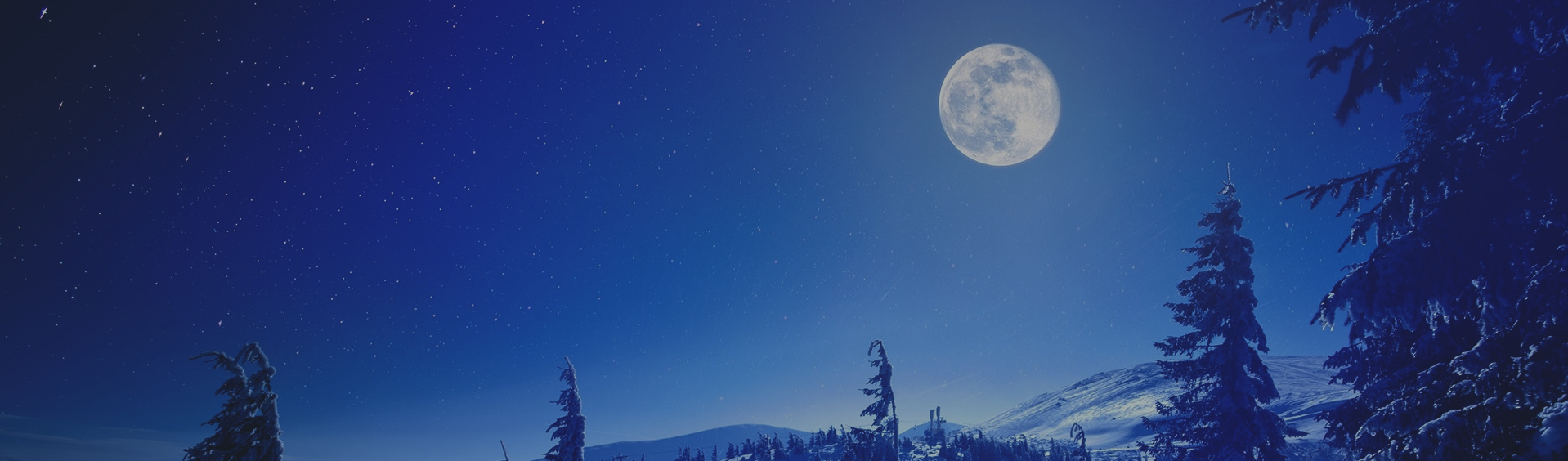 Illustration of Moonlit Winter Woodland